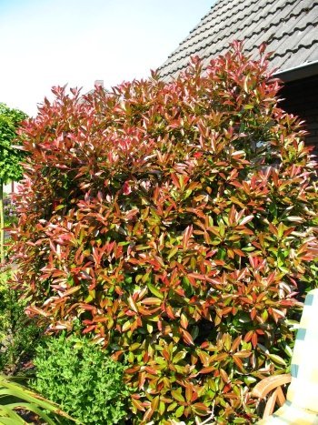 immergrüne Glanzmispel Solitär Photinia fraseri Red Robin 125-150 cm hoch im 12 Liter Pflanzcontainer von Plantenwelt