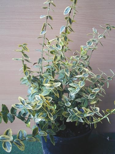 immergrüne Kriechspindel Euonymus fortunei Emerald Gold 15 cm hoch im Topf 10 Stck. immergrüne Kriechspindel Euonymus fortunei Emerald Gold 15 cm hoch im Topf 10 Stck. von Plantenwelt