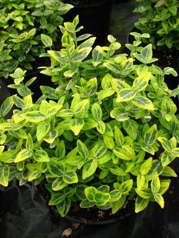 immergrüne Kriechspindel Euonymus fortunei Emerald Gold 15 cm hoch im Topf 5 Stck. immergrüne Kriechspindel Euonymus fortunei Emerald Gold 15 cm hoch im Topf 5 Stck. von Plantenwelt