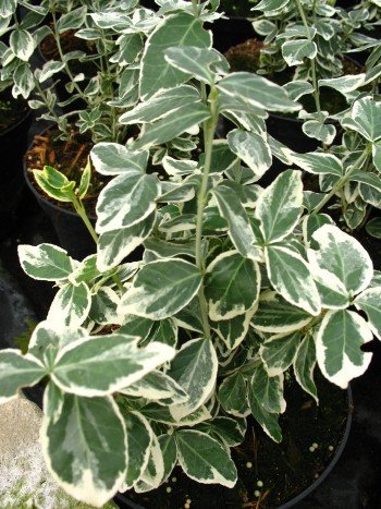 immergrüne Kriechspindel Euonymus fortunei Gaiety 15 cm hoch im Topf 1 VE = 20 Stck. immergrüne Kriechspindel Euonymus fortunei Gaiety 15 cm hoch im Topf 1 VE = 20 Stck. von Plantenwelt