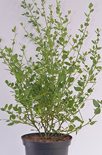 immergrüne Säckelblume Ceanothus impressus Victoria 30-40 cm hoch im 3 Liter Pflanzcontainer von Plantenwelt