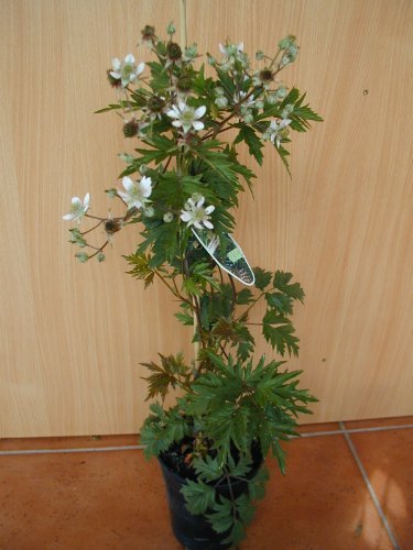 immergrüne dornlose Brombeere Rubus Thornless Evergreen 80-100 cm hoch im 2 Liter Pflanzcontainer von Plantenwelt