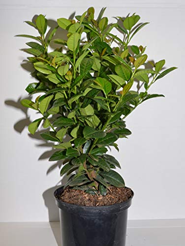 immergrüner Kirschlorbeer Prunus laurocerasus Ani -R- 40-60 cm hoch im 5 Liter Pflanzcontainer von Plantenwelt