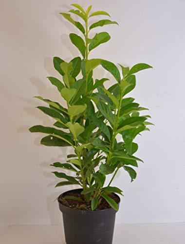 immergrüner Kirschlorbeer Prunus laurocerasus Genolia -R- 40-60 im 3 Liter Pflanzcontainer von Plantenwelt