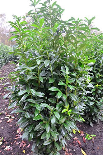 immergrüner Kirschlorbeer Prunus laurocerasus Genolia -R- 80-100 cm hoch im 7,5 Liter Pflanzcontainer immergrüner Kirschlorbeer Prunus laurocerasus Genolia -R- 80-100 cm hoch im 7,5 Liter Pflanzcontainer von Plantenwelt