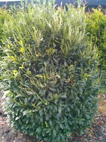 immergrüner Kirschlorbeer Prunus laurocerasus Herbergii 80-100 cm hoch im 5 Liter Pflanzcontainer von Plantenwelt