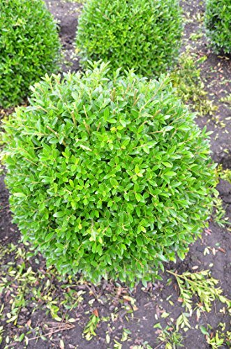 japanische Hülse Ilex crenata Blondie ® Kugel 40-45 cm mit Ballen von Plantenwelt