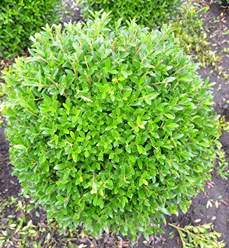 japanische Hülse Ilex crenata Blondie ® Kugel 50-60 cm mit Ballen von Plantenwelt