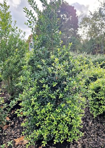 japanische Hülse Ilex crenata Dark Green ® 80-100 cm hoch mit Ballen von Plantenwelt