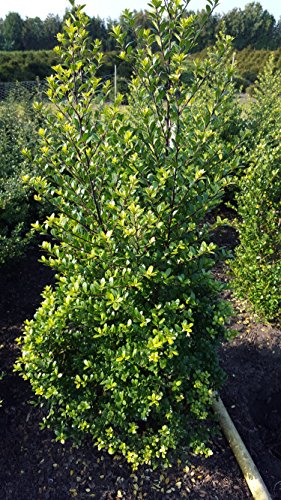 japanische Hülse Ilex crenata Dark Green 60-80 cm hoch mit Ballen von Plantenwelt