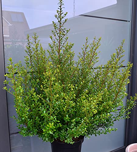 japanische Hülse Ilex crenata Glorie Dwarf -R- 50-60 cm hoch und breit im 5 Liter Pflanzcontainer von Plantenwelt