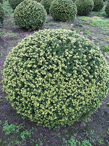 japanische Hülse Ilex crenata Glorie Gem 50-60 cm Kugel mit Ballen von Plantenwelt