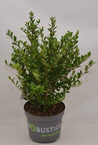 japanische Hülse Ilex crenata robustico 25-30 cm breit im 2 Liter Pflanzcontainer von Plantenwelt