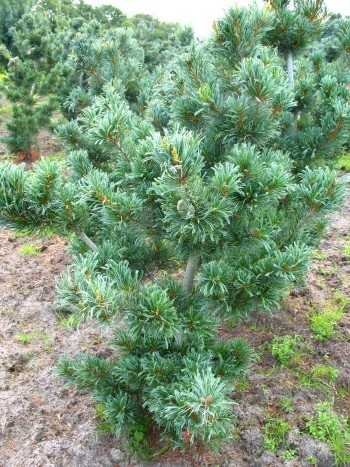 japanische Mädchenkiefer Pinus parviflora Glauca 25-30 cm hoch im 3 Liter Pflanzcontainer japanische Mädchenkiefer Pinus parviflora Glauca 25-30 cm hoch im 3 Liter Pflanzcontainer von Plantenwelt