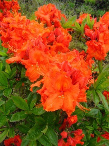 kupferrot blühende Garten Azalee Rhododendron luteum Gibraltar 30-40 cm hoch im 5 Liter Pflanzcontainer von Plantenwelt