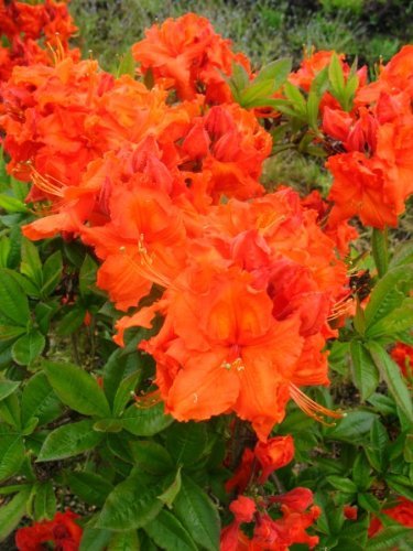 kupferrot blühende Garten Azalee Rhododendron luteum Gibraltar 50-60 cm hoch im 5 Liter Pflanzcontainer von Plantenwelt