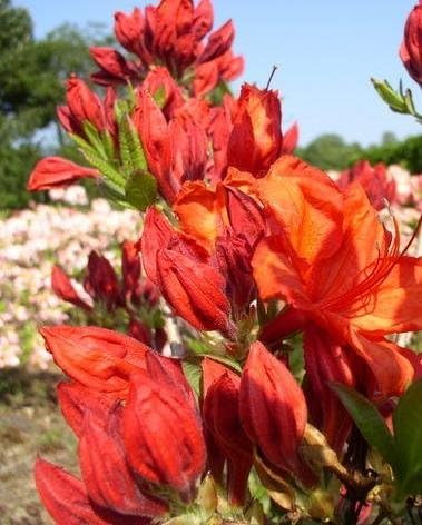 leuchtend rot blühende Garten Azalee Rhododendron luteum Feuerwerk 40-50 cm hoch im 3 Liter Pflanzcontainer von Plantenwelt