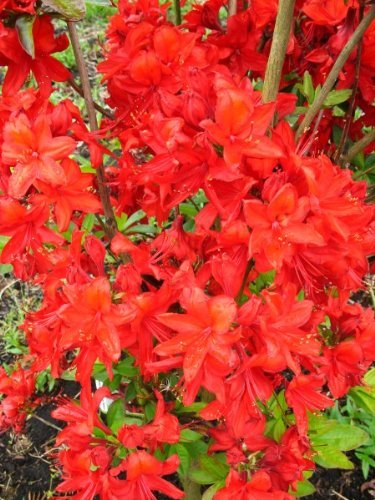 leuchtend rot blühende Garten Azalee Rhododendron luteum Fireball 40-50 cm hoch im 5 Liter Pflanzcontainer von Plantenwelt