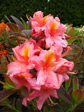 rosa mit gelbem Fleck blühende Garten Azalee Rhododendron luteum Berryrose 30-40 cm hoch im 5 Liter Pflanzcontainer von Plantenwelt