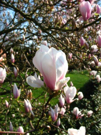 rosa weiß blühende Tulpenmagnolie Magnolia soulangiana 60-80 cm hoch im 5 Liter Pflanzcontainer von Plantenwelt