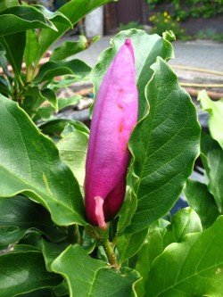 rot blühende Tulpenmagnolie Magnolia soulangiana Susan 60-80 cm hoch im 5 Liter Pflanzcontainer von Plantenwelt