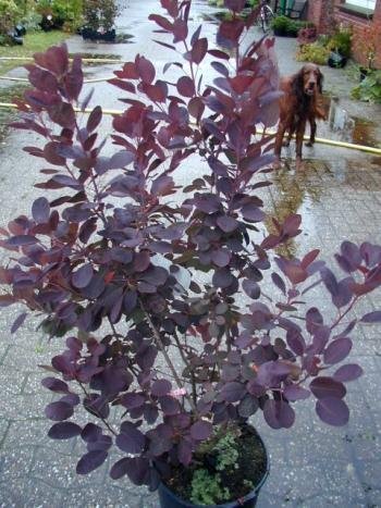 roter Perückenstrauch Cotinus coggygria Royal Purple 60-80 cm hoch im 5 Liter Pflanzcontainer von Plantenwelt