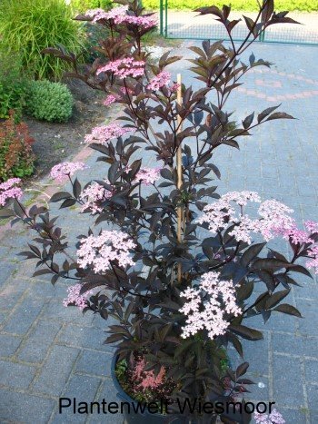 schwarzlaubiger Holunder Sambucus nigra Black Lace 80-100 cm hoch Solitär im 12 Liter Pflanzcontainer von Plantenwelt