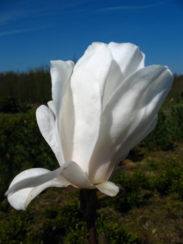 weiß blühende Sternmagnolie Magnolia stellata Royal Star 60-80 cm hoch im 5 Liter Pflanzcontainer von Plantenwelt