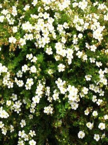 weiß blühender Fünffingerstrauch Potentilla Abbotswoth 30 cm hoch im 3 Liter Pflanzcontainer von Plantenwelt