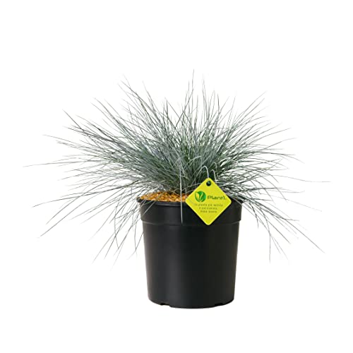 Plantì FESTUCA GLAUCA echte Zimmerpflanze und echte Outdoor-Pflanze Elijah Blue, Blauschwingel. Immergrüne Topfpflanze oder vielseitig einsetzbare Echtpflanze im Freiland Topfdurchmesser 19 cm von Plantì
