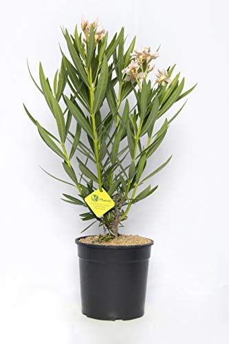 Plantì NERIUM Oleander, Oleander Echte Outdoor-Pflanzen zur Dekoration städtischer Umgebungen, Immergrüne Heckenpflanzen mit glänzenden und ledrigen Blättern Topfdurchmesser 19 cm (Elfenbeingelb) von Plantì