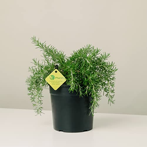 Plantì ROSMARIN PROSTRATE Kräuter Outdoor-Pflanze, aromatische Küchenpflanze ideal zum Würzen Ihrer Gerichte oder zum Dekorieren des heimischen Gartens. 6 Monate Düngung mit dem Plantì-System von Plantì