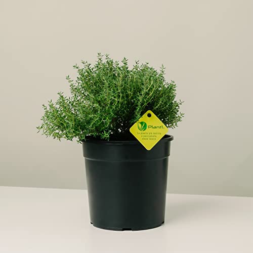 Plantì THYMIAN OFFICINALIS Echte Outdoor-Pflanze aromatische Küchenpflanzen, ideal zum Würzen Ihrer Gerichte oder zur Dekoration des heimischen Gartens. 6 Monate Düngung mit dem Plantì-System von Plantì