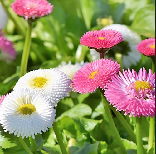 PlantiCo Bellis Perennis 0,1g Gänseblümchen Halbdoppelt Mehrjährige Mischung Samen Blumensamen Hausgarten Blumen PlantiCo Bellis Perennis 0,1g Gänseblümchen Halbdoppelt Mehrjährige Mischung Samen Blumensamen Hausgarten Blumen von PlantiCo