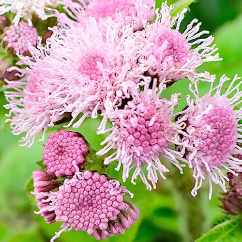 PlantiCo Rosa Mexikanisches Leberbalsam Samen 0,25g Einjährige Pflanze mit Zahlreichen Kugelblüten für Rabatten, Steingärten Balkonkästen Langlebig & Trockenheitsresistent Ageratum Houstonianum PlantiCo Rosa Mexikanisches Leberbalsam Samen 0,25g Einjährige Pflanze mit Zahlreichen Kugelblüten für Rabatten, Steingärten Balkonkästen Langlebig & Trockenheitsresistent Ageratum Houstonianum von PlantiCo