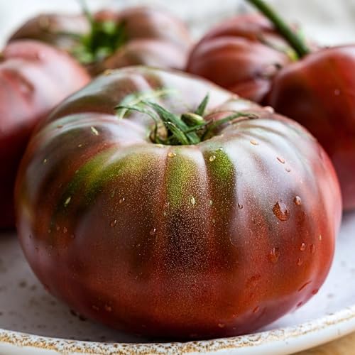 PlantiCo Tomaten Black Prince 0,2 g Samen Tomatensamen Robuste Gemüsesamen Gemüse Samen Anzucht Saatgut Gewächshaus Garten Gemüsegarten von WegAna