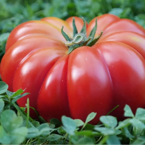 PlantiCo Tomaten Costoluto Fiorentino 0,2 g Samen Tomatensamen Robuste Gemüsesamen Gemüse Samen Anzucht Saatgut Gewächshaus Garten Gemüsegarten PlantiCo Tomaten Costoluto Fiorentino 0,2 g Samen Tomatensamen Robuste Gemüsesamen Gemüse Samen Anzucht Saatgut Gewächshaus Garten Gemüsegarten von WegAna