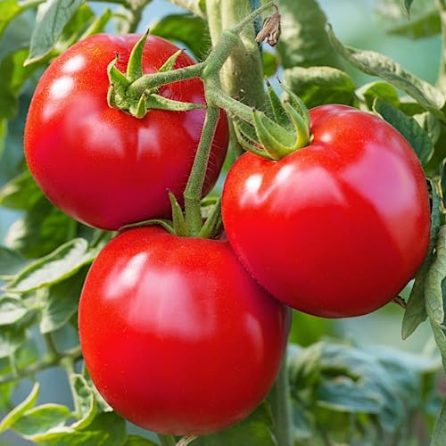 PlantiCo Tomaten Zwerg Bohun 1g Samen Tomatensamen Robuste Gemüsesamen Gemüse Samen Anzucht Saatgut Gewächshaus Garten Gemüsegarten von WegAna