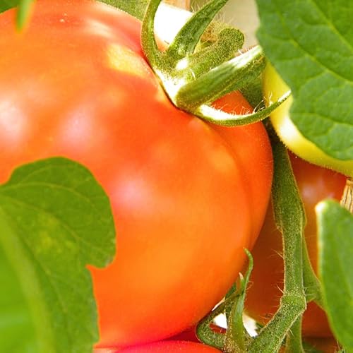 PlantiCo Zwerg Tomaten Lolek 0,5 g Samen Tomatensamen Robuste Gemüsesamen Gemüse Samen Anzucht Saatgut Gewächshaus Garten Gemüsegarten PlantiCo Zwerg Tomaten Lolek 0,5 g Samen Tomatensamen Robuste Gemüsesamen Gemüse Samen Anzucht Saatgut Gewächshaus Garten Gemüsegarten von PlantiCo