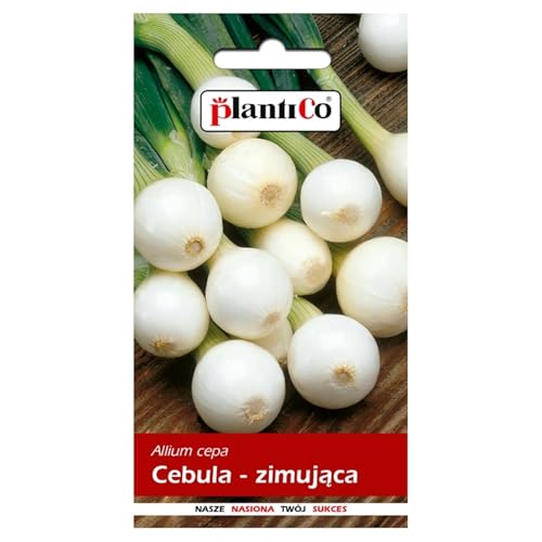 PlantiCo Zwiebel Agra 3g Samen Winterzwiebel Robuste Gemüsesamen Gemüse Samen Anzucht Saatgut Gewächshaus Garten Gemüsegarten PlantiCo Zwiebel Agra 3g Samen Winterzwiebel Robuste Gemüsesamen Gemüse Samen Anzucht Saatgut Gewächshaus Garten Gemüsegarten von PlantiCo