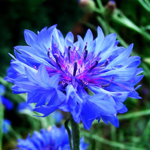 Plantree Blaue Kornblumensamen 50 Samen Centaurea Cyanus-Blumen-Garten-Samen heiÃŸes A056 von Plantree