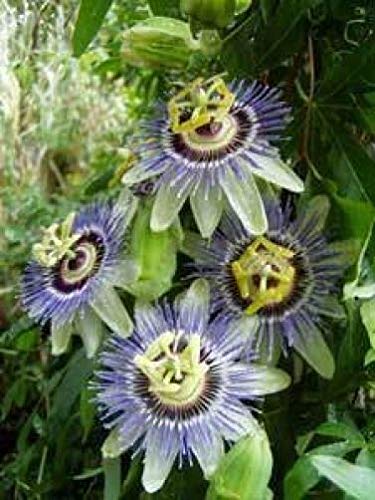 Plantree Passiflora Caerulea Blue Crown 10 Samen von Plantree
