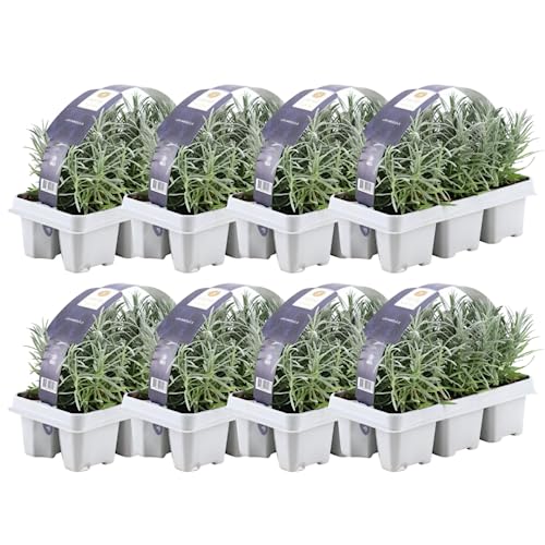 Blauer Duft-Lavendel 48 Lavendel Pflanze angustifolia - Lavendelpflanzen winterhart - echter lavendel - Gartenpflanzen - Lavendelstrauch - Lavendel Pflanze - duftlavendel - 48 x Ø7 cm - 15 cm Blauer Duft-Lavendel 48 Lavendel Pflanze angustifolia - Lavendelpflanzen winterhart - echter lavendel - Gartenpflanzen - Lavendelstrauch - Lavendel Pflanze - duftlavendel - 48 x Ø7 cm - 15 cm von Plants by Frank