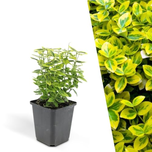 Plants by Frank | 12 Gelbe Spindelstrauch Pflanzen | Euonymus fortunei 'Emerald 'n Gold' | Bodendecker winterhart mehrjährig | Pflanzen für Garten | Stauden winterhart mehrjährig von Plants by Frank