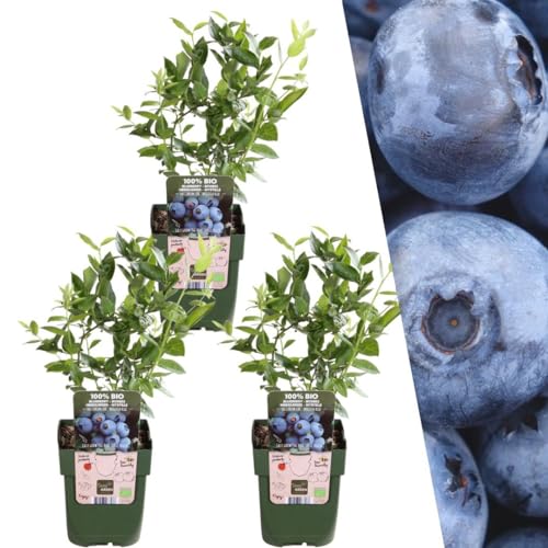 Plants by Frank | 3 Heidelbeeren Pflanzen | Blaubeeren Pflanzen | 100% Bio Obstpflanzen | Heidelbeeren | Blaubeeren | Gartenpflanzen | Winterharte Pflanzen für Garten Plants by Frank | 3 Heidelbeeren Pflanzen | Blaubeeren Pflanzen | 100% Bio Obstpflanzen | Heidelbeeren | Blaubeeren | Gartenpflanzen | Winterharte Pflanzen für Garten von Plants by Frank