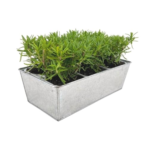 Plants by Frank | 6 Rosmarin Pflanzen | 6er-Set Deko im Topf 'OId Look' | Rosmarin Mehrjährig | Winterharte Rosmarin | Ø7 cm | 15 cm | Duftende Hecke | Gartenpflanzen Winterhart von Plants by Frank