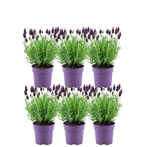 Plants by Frank – 6er Set Französischer Lavendel | Schopflavendel | 6 x Lavandula stoechas Anouk® 13 cm Topf - Lavendel Pflanze - Frisch aus der Gärtnerei von Plants by Frank