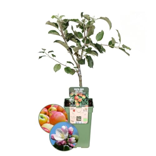 Plants by Frank | Biologische Apfelbaum | 1 x Malus Elstar | 20 cm Ø | 60 cm ↨ | Obstbaum | Bio Obst | Obstpflanzen | Obstbäume | Gartenpflanzen von Plants by Frank