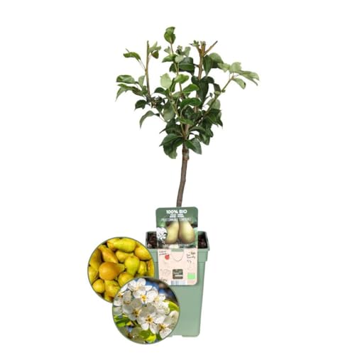 Plants by Frank | Biologische Birnenbaum | 1 x Pyrus communis | 20 cm Ø | 60 cm ↨ | Obstbaum | Bio Obst | Obstpflanzen | Obstbäume | Gartenpflanzen Plants by Frank | Biologische Birnenbaum | 1 x Pyrus communis | 20 cm Ø | 60 cm ↨ | Obstbaum | Bio Obst | Obstpflanzen | Obstbäume | Gartenpflanzen von Plants by Frank