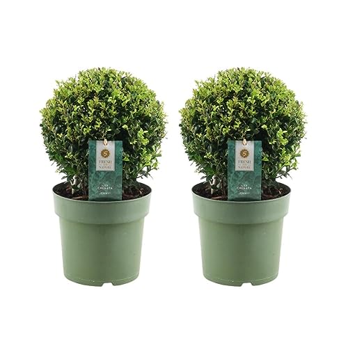 Plants by Frank | Echte Stechpalme Kugel | 2x Ilex crenata 'Jenny' kugel | set von 2 Stück | 20 cm Ø durchmesser | Buchsbaum ersatz | Ilex | Gartenpflanzen | Buchsbaum | Pflanzen Plants by Frank | Echte Stechpalme Kugel | 2x Ilex crenata 'Jenny' kugel | set von 2 Stück | 20 cm Ø durchmesser | Buchsbaum ersatz | Ilex | Gartenpflanzen | Buchsbaum | Pflanzen von Plants by Frank